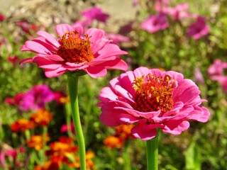 A zinnia flower garden 