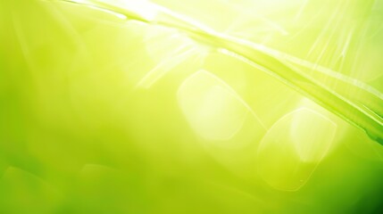 light_green_background_solid