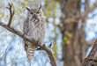 © Danita Delimont - USA, Wyoming, Lincoln County, Great Horned Owl perches on a limb of a cottonwood tree.