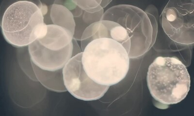 Poster - Dancing bubbles in sunlight reveal magical underwater worlds captured in stunning detail at twilight, inviting wonder and imagination from the viewer. Generative AI