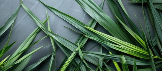 Wall Mural - View Of Top Lemongrass Leaves In Grey Background