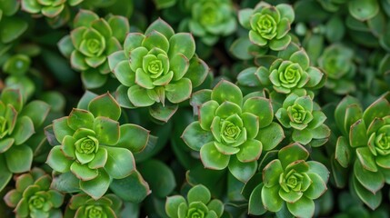 Corsican stonecrop sedum reflexum a type of succulent plant