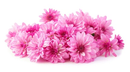 Pink flowers bunch on white background