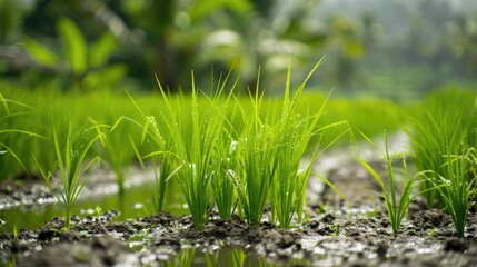 Rice growing in paddies