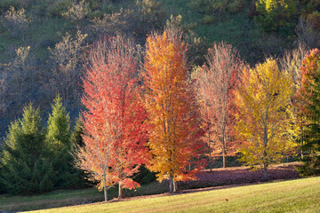 Wall Mural - autumn forest background. vibrant colorful trees foliage in fall park. nature change leaves in octob