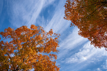 Wall Mural - autumn forest background. vibrant colorful trees foliage in fall park. nature change leaves in octob