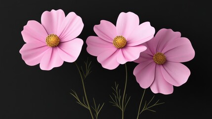 Poster - Light pink Cosmos flowers isolated on a black background in 3D cartoon rendering