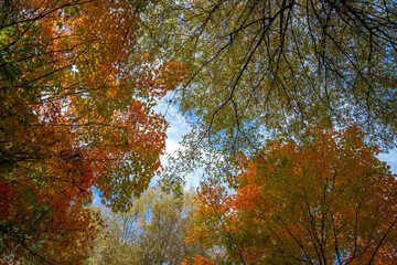 Wall Mural - canopies of yellow forest trees in autumn season. colorful fall vegetation