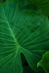 Wall Mural - green leaf texture, dark green foliage nature background, tropical leaf