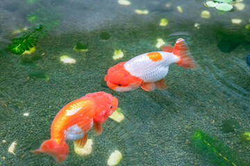 Goldfish in aquarium fish pond close up