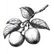 © Art Resources - Black and white Vintage engraved art of a branch of apricots with leaves, isolated on white background, ink sketch illustration, simple vector art design, highly detailed line art, high contrasty
