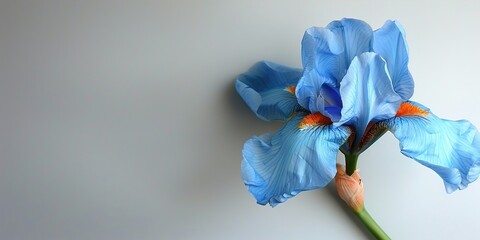 Sticker - blue iris flower