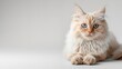 © Ali - Cute fluffy portrait kitty cat Ragdoll looking at camera