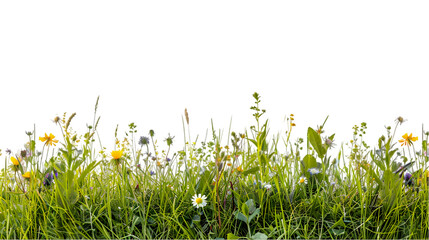 grass and flowers