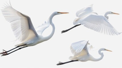 Canvas Print - Three white birds soar through a clear blue sky