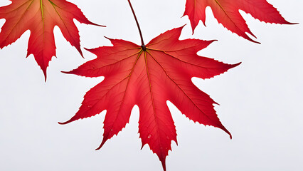 water droplets on a leaf, a single object with an isolated background, fresh and vibrant appearance