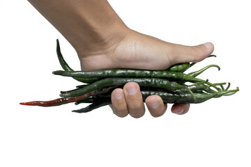 A hand holds Fresh green chili peppers or Cabai Hijau Keriting with a distinctive curly shape, these green chili peppers are harvested early, before they ripen to red, Isolated on a white background