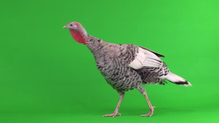 Canvas Print - walking turkey female on green screen