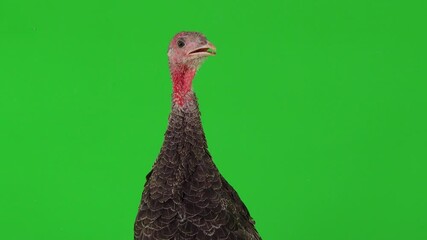 Poster - singing young turkey on green background