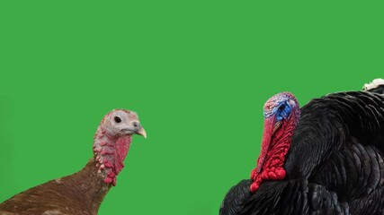 Wall Mural - female turkey and male turkey cock sort out their relationship on a green screen