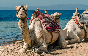 grinning camel on coast of sea in Egypt Dahab South Sinai