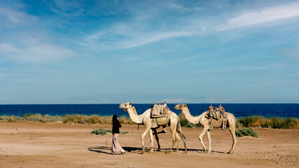 Wall Mural - man leads camels near the shore of the Red Sea