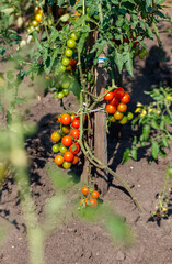 Wall Mural - White cherry tomatoes on plants in the vegetable garden