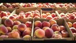 © Gophotograph - Cardboard boxes filled with fresh peaches are prepared for shipment.