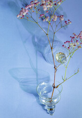 Poster - pink and white summer flowers on blue  background in sunlight