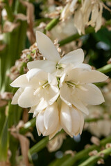 A cascade of white flowers of Yucca