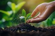 © SRITE KHATUN - Nurturing Growth: Hand Sprinkling Soil on a Seedling