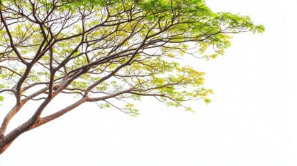 Tranquil treetop with lush green leaves white background