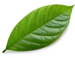 Wall Mural - green cocoa leaf isolated white high resolution high details vibrant