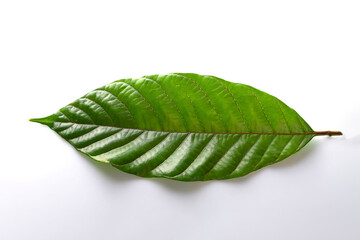 Green cocoa leaf isolated on white