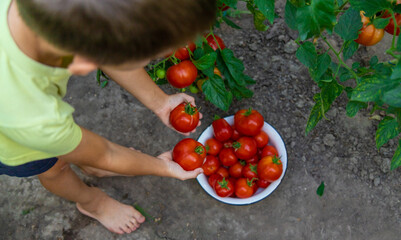 Wall Mural - boy with tomatoes in the garden, ecological product. Selective focus.