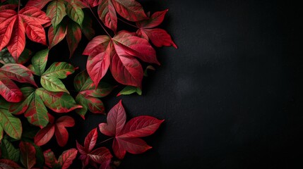 Wall Mural - Close-up photo of red and green leaves on black background with template