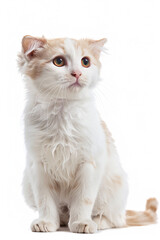  American Curl Cat Breed isolated on white background 