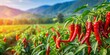 © Kukar Studio - Vibrant red pepper plants flourishing in lush green field with ripening green and red chilies in serene agricultural landscape