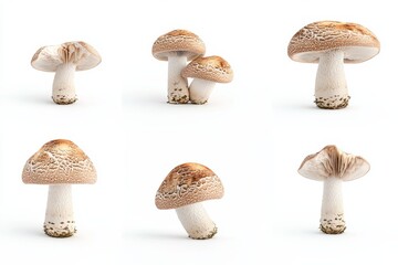 Aufkleber - Mushrooms falling from the sky, an ingredient flying around, and fungus as a whole.