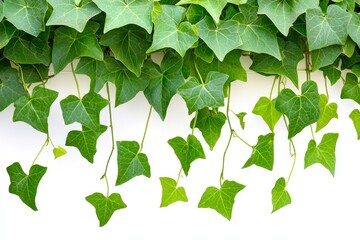 Poster - Isolated on a white background, bush fresh plant with green leaves growing on a wall.