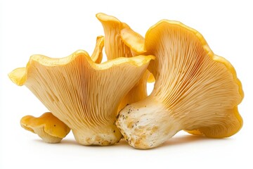 Aufkleber - The head of a white mushroom isolated against a white background, a fresh fungi ingredient for cooking food.