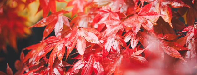 Wall Mural - beautiful maple leaves on the tree in autumn season.