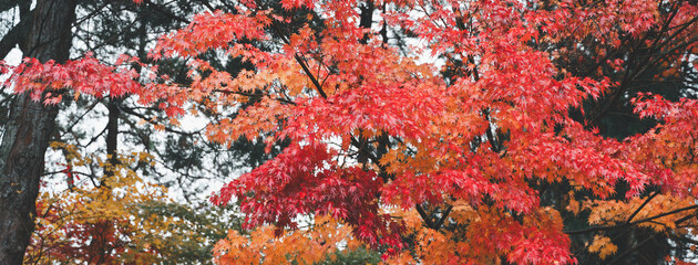 Canvas Print - Beautiful maple leaves on the tree in autumn season.