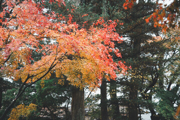 Wall Mural - beautiful maple leaves on the tree in autumn season.