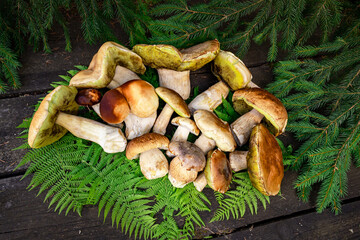 A harvest of porcini mushrooms with a white stem and a brown cap.