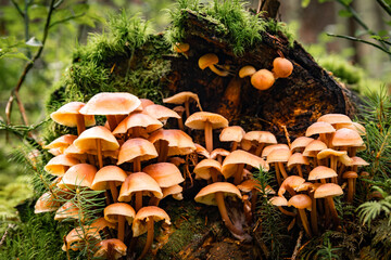 Wall Mural - Wild mushrooms in the forest on a stump with moss in autumn.