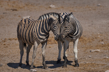 Burchell's zebra (Equus quagga burchellii) at a waterhole in Etosha National Park, Namibia