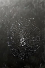 spider on web