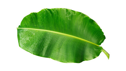 Canvas Print - green banana leaf isolated on white background