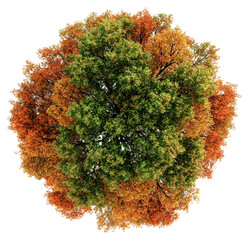 Wall Mural - png vibrant autumn tree foliage top